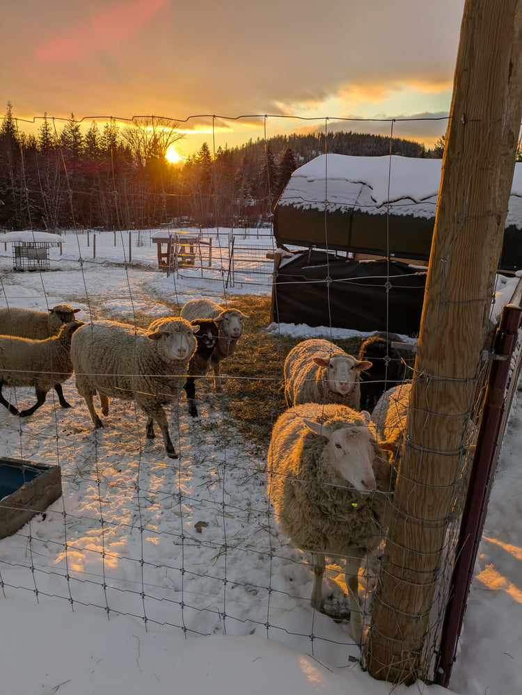 Shelterwood Farm Yarn