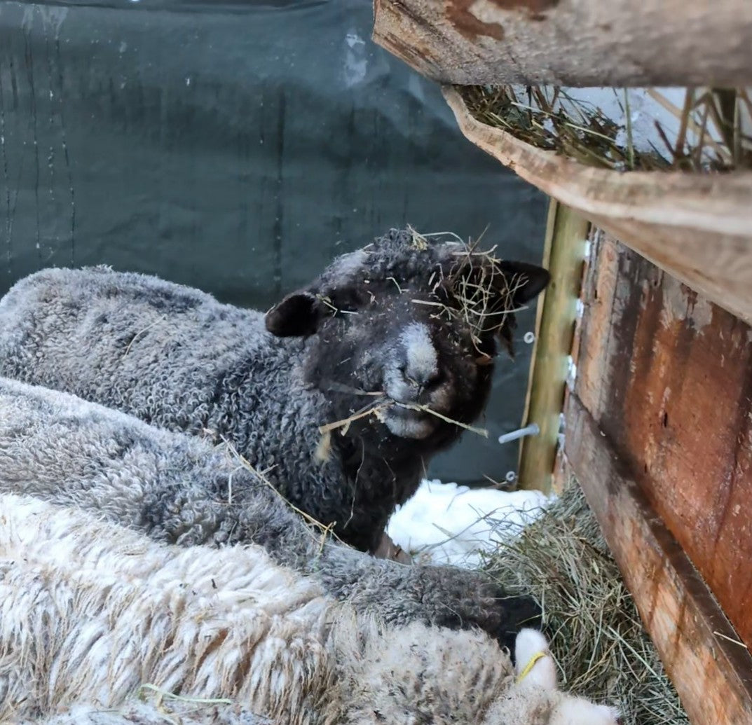 Farm Yarn - Rasta (Cotswold)