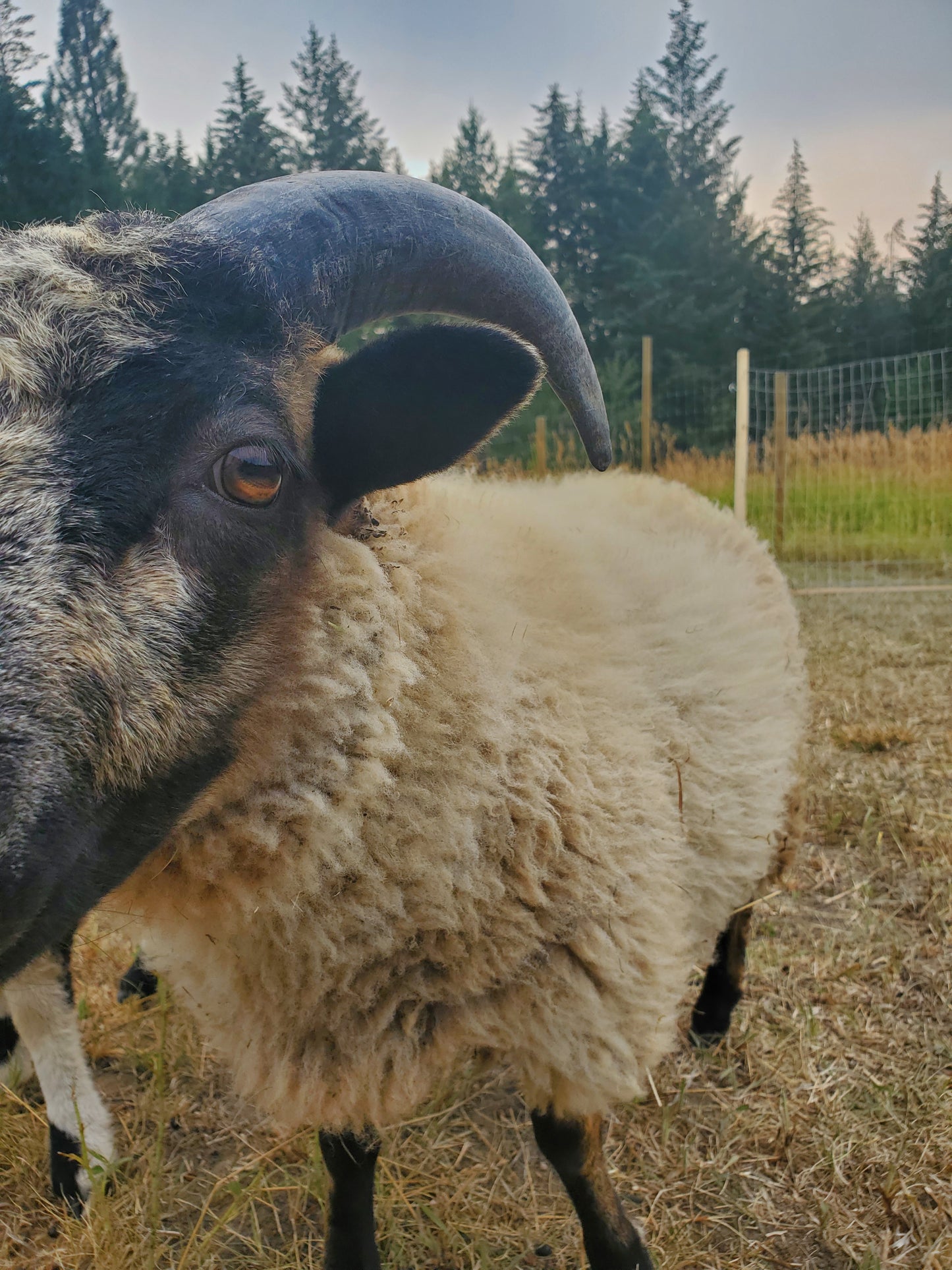 60% Merino, 20% Shetland, 20% Alpaca